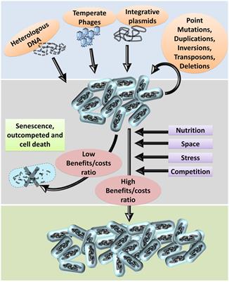 Bacterial ‘Grounded’ Prophages: Hotspots for Genetic Renovation and Innovation